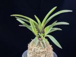 대하 大河 Daeha(Taiga) (Ruby root)