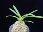홍매  紅梅  Kobai