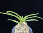 홍매  紅梅  Kobai