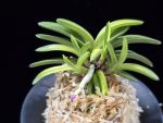 월영금 月影錦 Wolyeonggeum (Ruby root)