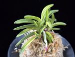월영금 月影錦 Wolyeonggeum (Ruby root)