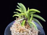 월영금 月影錦 Wolyeonggeum (Ruby root)