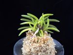 월영금 月影錦 Wolyeonggeum (Ruby root)
