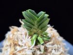 취벽 翠壁 Midori Kabe (Suisen+Kutsuwamushi)
