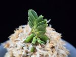 취벽 翠壁 Midori Kabe (Suisen+Kutsuwamushi)