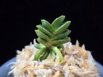 취벽 翠壁 Midori Kabe (Suisen+Kutsuwamushi)