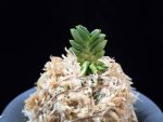 취벽 翠壁 Midori Kabe (Suisen+Kutsuwamushi)