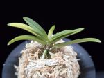 환희천 歓喜天 Kankiten