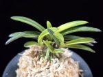 월영금 月影錦 Wolyeonggeum (Ruby root)