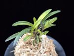 월영금 月影錦 Wolyeonggeum (Ruby root)