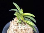 월영금 月影錦 Wolyeonggeum (Ruby root)