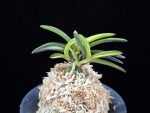월영금 月影錦 Wolyeonggeum (Ruby root)