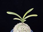 고천관 高天冠 Gocheongwan