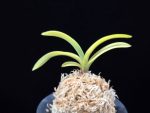고천관 高天冠 Gocheongwan