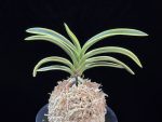 고천관 高天冠 Gocheongwan
