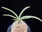 관악 冠岳 Gwanak