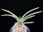 관악 冠岳  Gwanak