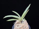 관악 冠岳  Gwanak