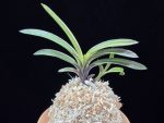 관풍 観風 Kanpu