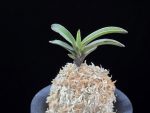왕조 王朝 Wangjo