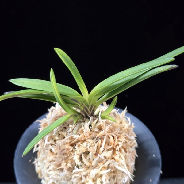 금모단 金牡丹 Kinbotan