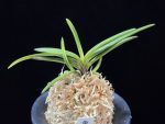 금모단 金牡丹 Kinbotan