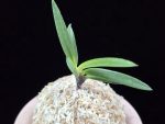 금모단 金牡丹 Kinbotan