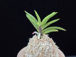 파격 破格(破天荒) Pagyeok(Hatenko)