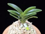 대천재 大千載 Daisenzai (Tetraploid of Senzai)