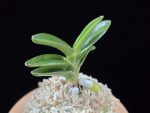 대천재 大千載 Daisenzai (Tetraploid of Senzai)