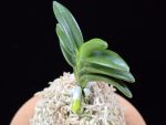 대천재 大千載 Daisenzai (Tetraploid of Senzai)