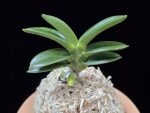 대천재 大千載 Daisenzai (Tetraploid of Senzai)