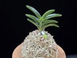 대천재 大千載 Daisenzai (Tetraploid of Senzai)