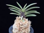 계림 鷄林 Gyerim (Benisuisho)