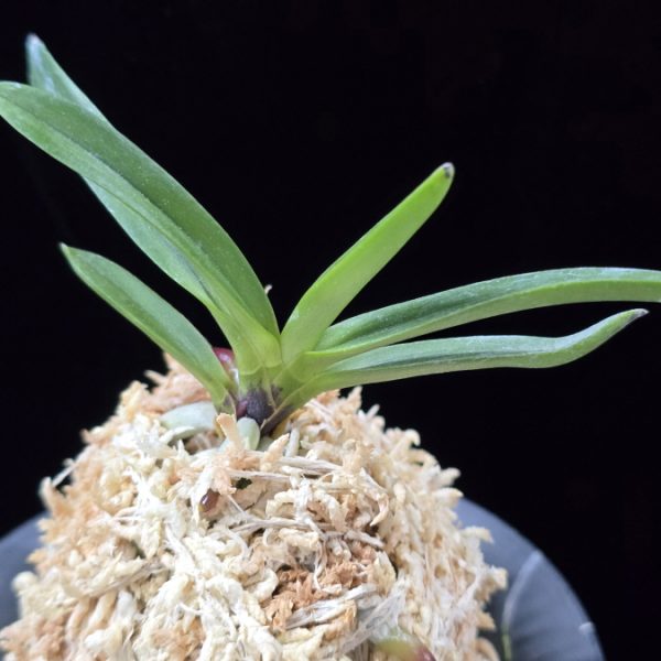삼소전 三笑殿(万華境) Samsojeon(Mangekyo)
