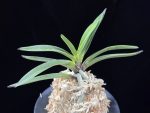 삼소전 三笑殿(万華境) Samsojeon(Mangekyo)