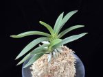 삼소전 三笑殿(万華境) Samsojeon(Mangekyo)