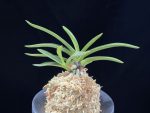 삼소전 三笑殿(万華境) Samsojeon(Mangekyo)