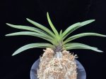 삼소전 三笑殿(万華境) Samsojeon(Mangekyo)