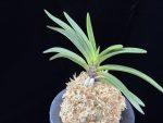 삼소전 三笑殿(万華境) Samsojeon(Mangekyo)