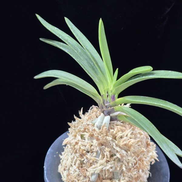 삼소전 三笑殿(万華境) Samsojeon(Mangekyo)