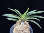 삼소전 三笑殿(万華境) Samsojeon(Mangekyo)