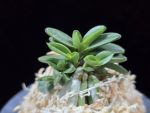 흑진주 黒真珠 Kuroshinju