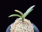 계림 鷄林 Gyerim (Benisuisho)