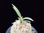 계림 鷄林 Gyerim (Benisuisho)