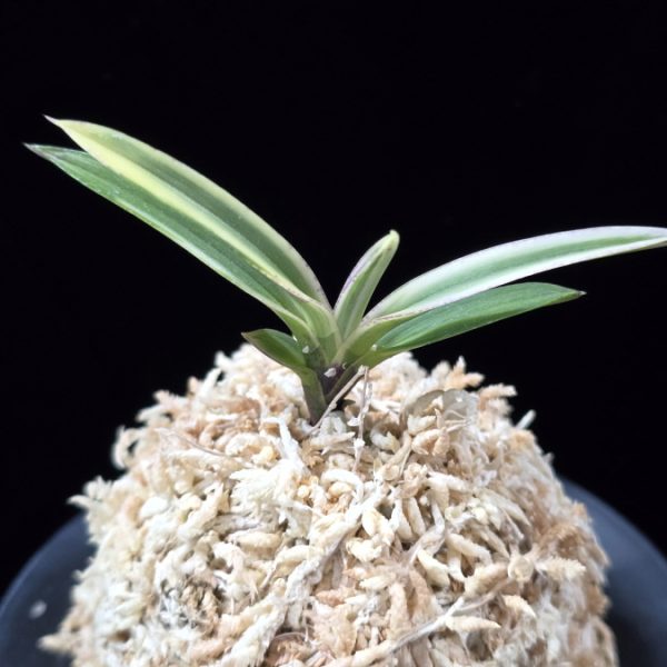 계림 鷄林  Gyerim (Benisuisho)