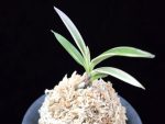 계림 鷄林  Gyerim (Benisuisho)