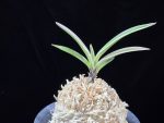 계림 鷄林  Gyerim (Benisuisho)