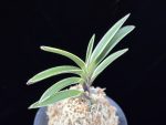 계림 鷄林  Gyerim (Benisuisho)