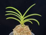 삼취전 三翠殿 Sansuiden